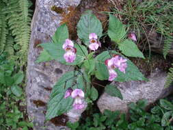 Imagem de Impatiens sulcata Wall.