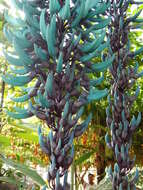 Image of Jade Vine