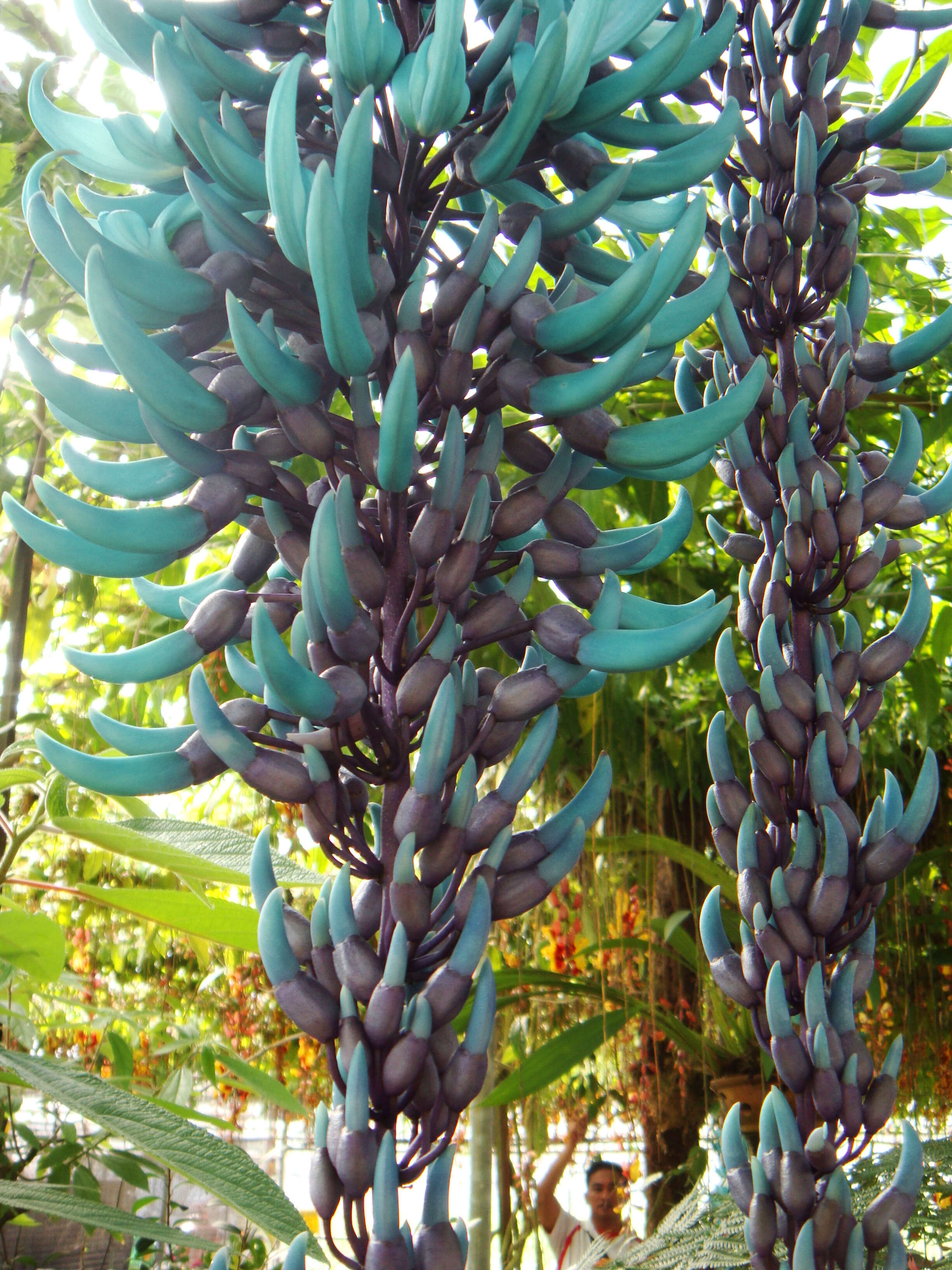 Image of Jade Vine