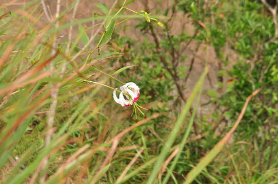 Image of Lilium speciosum var. gloriosoides Baker