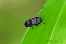 Image of Shore fly