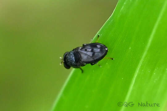 Image of Shore fly