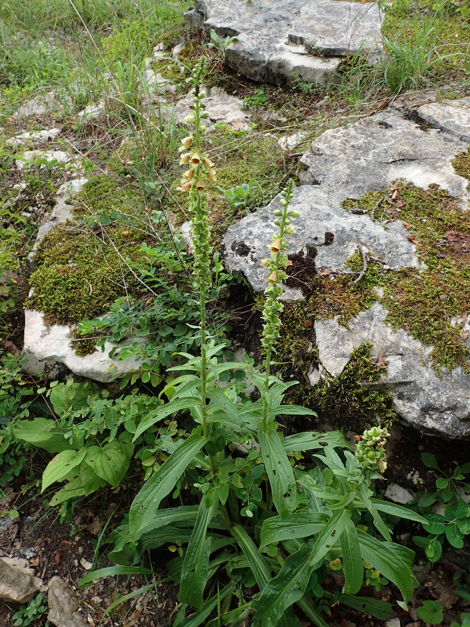 صورة Digitalis ferruginea subsp. schischkinii (Ivan.) Werner