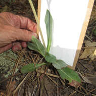 Image of Wooton's ragwort