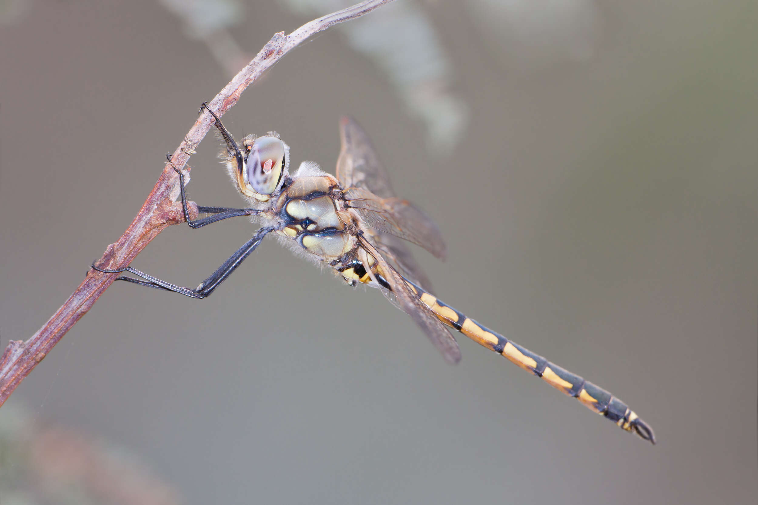 Image of Hemicordulia tau Selys 1871