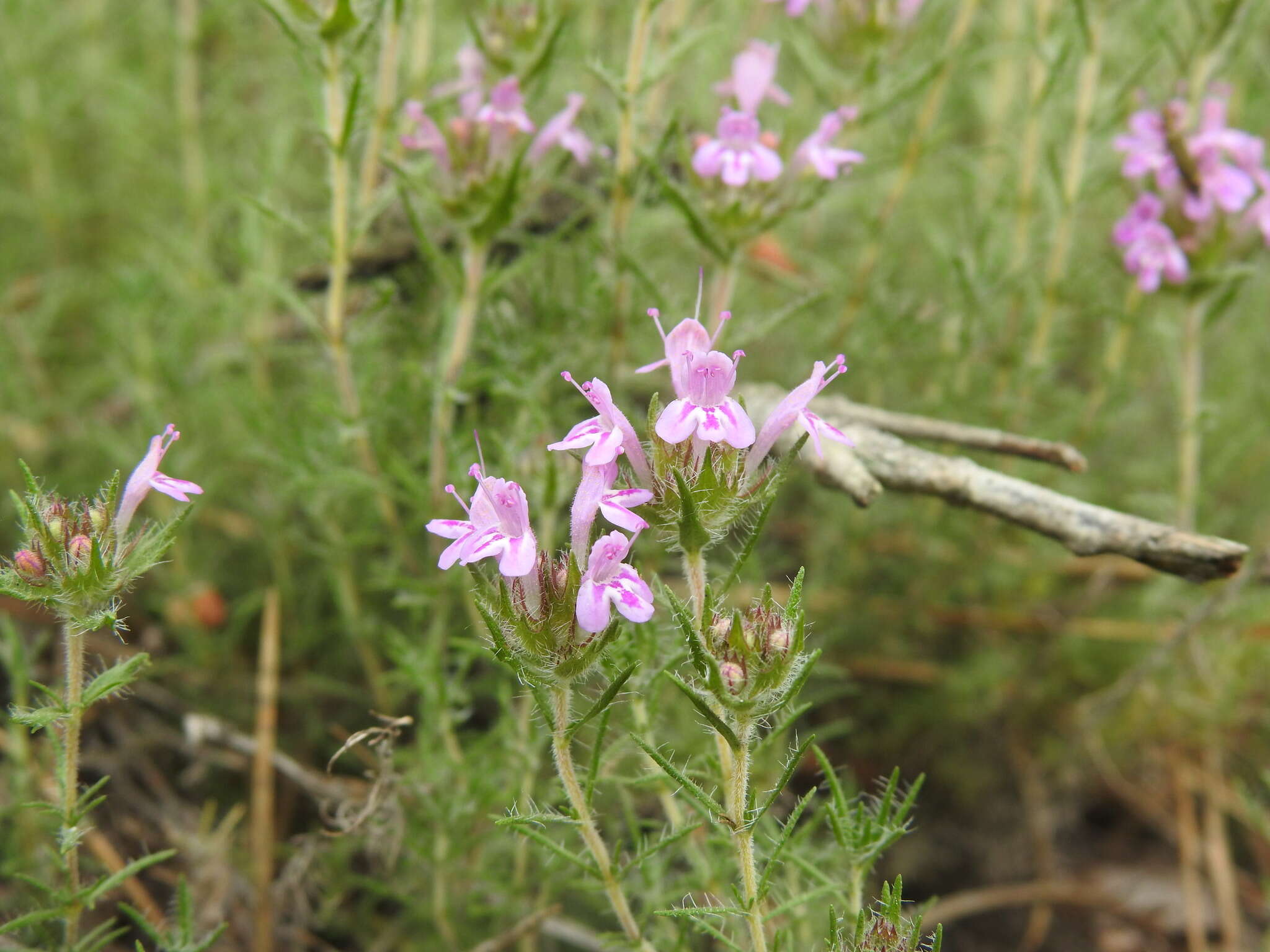 Image of Thymus villosus L.