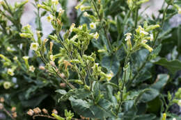 Image of desert tobacco,