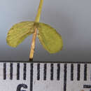 Image of northern St. Johnswort