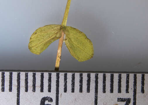 Image of northern St. Johnswort