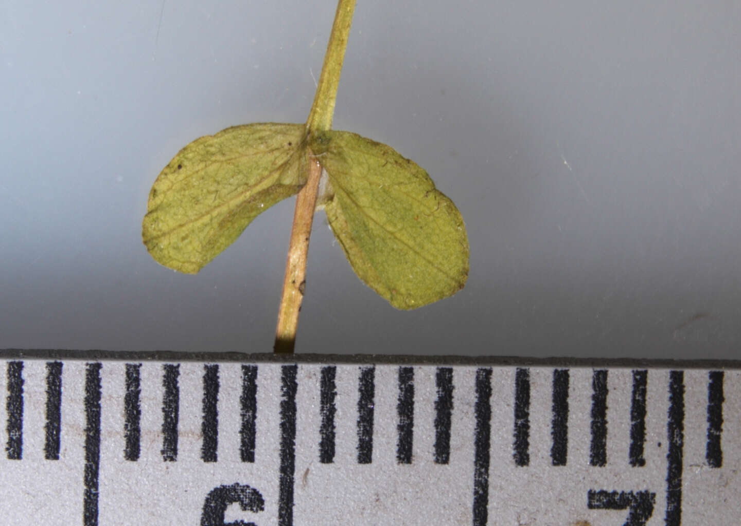 Image of northern St. Johnswort