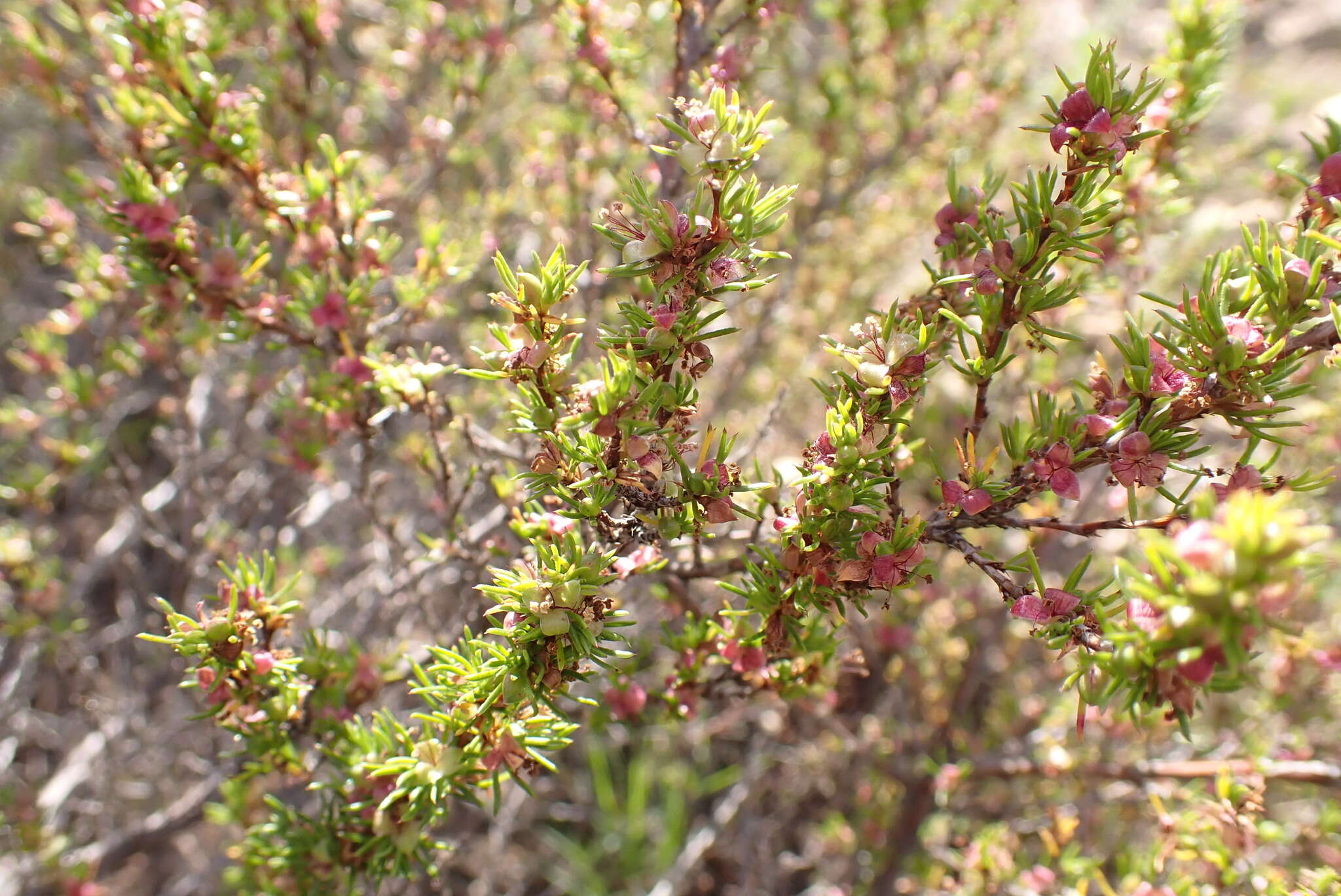 Imagem de Cliffortia filifolia L. fil.