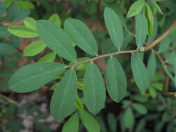 Indigofera spicata Forssk. resmi