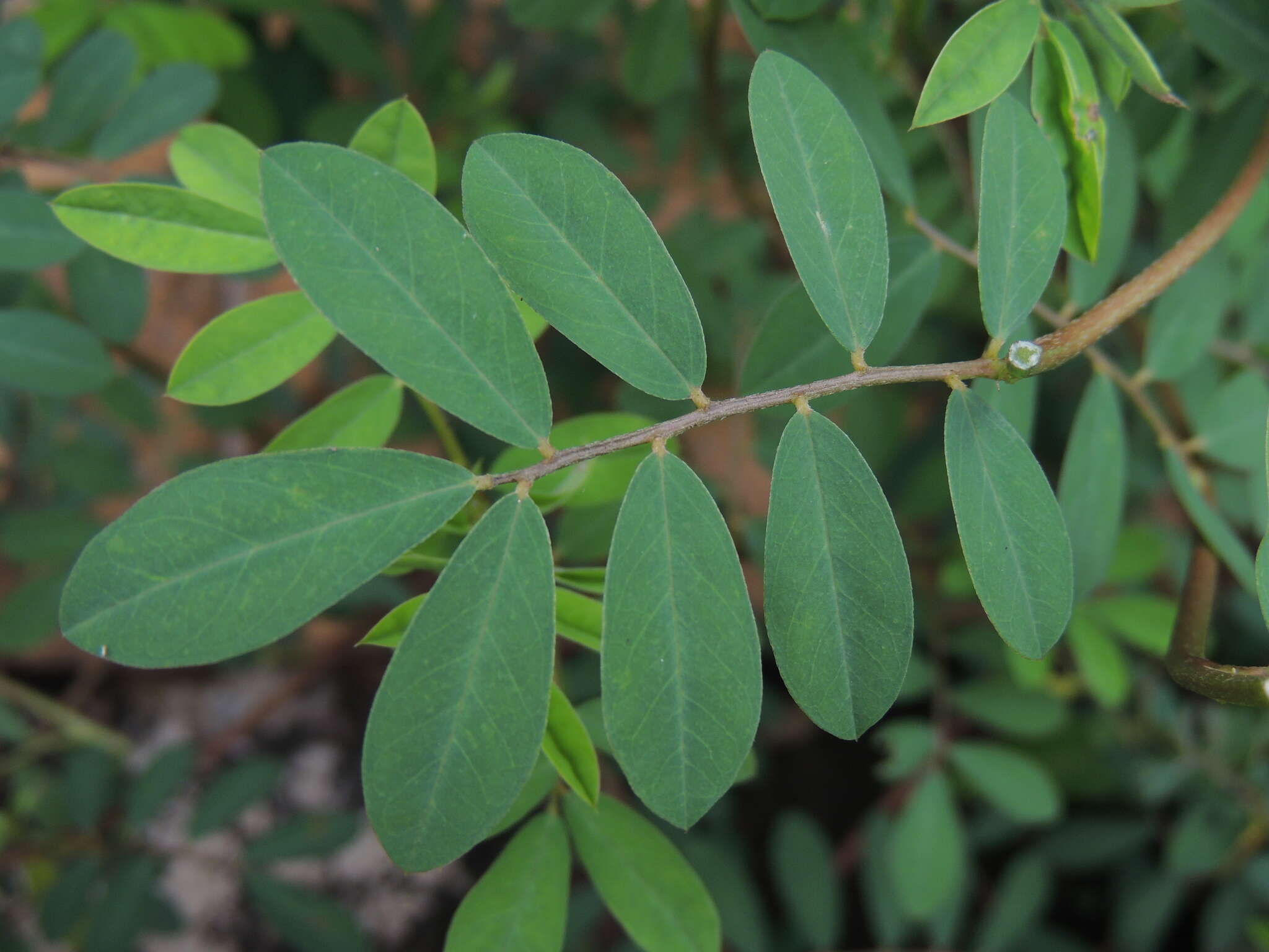 Indigofera spicata Forssk. resmi