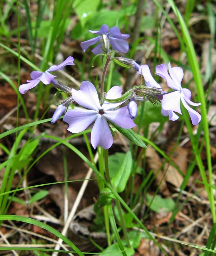 Image of wild blue phlox