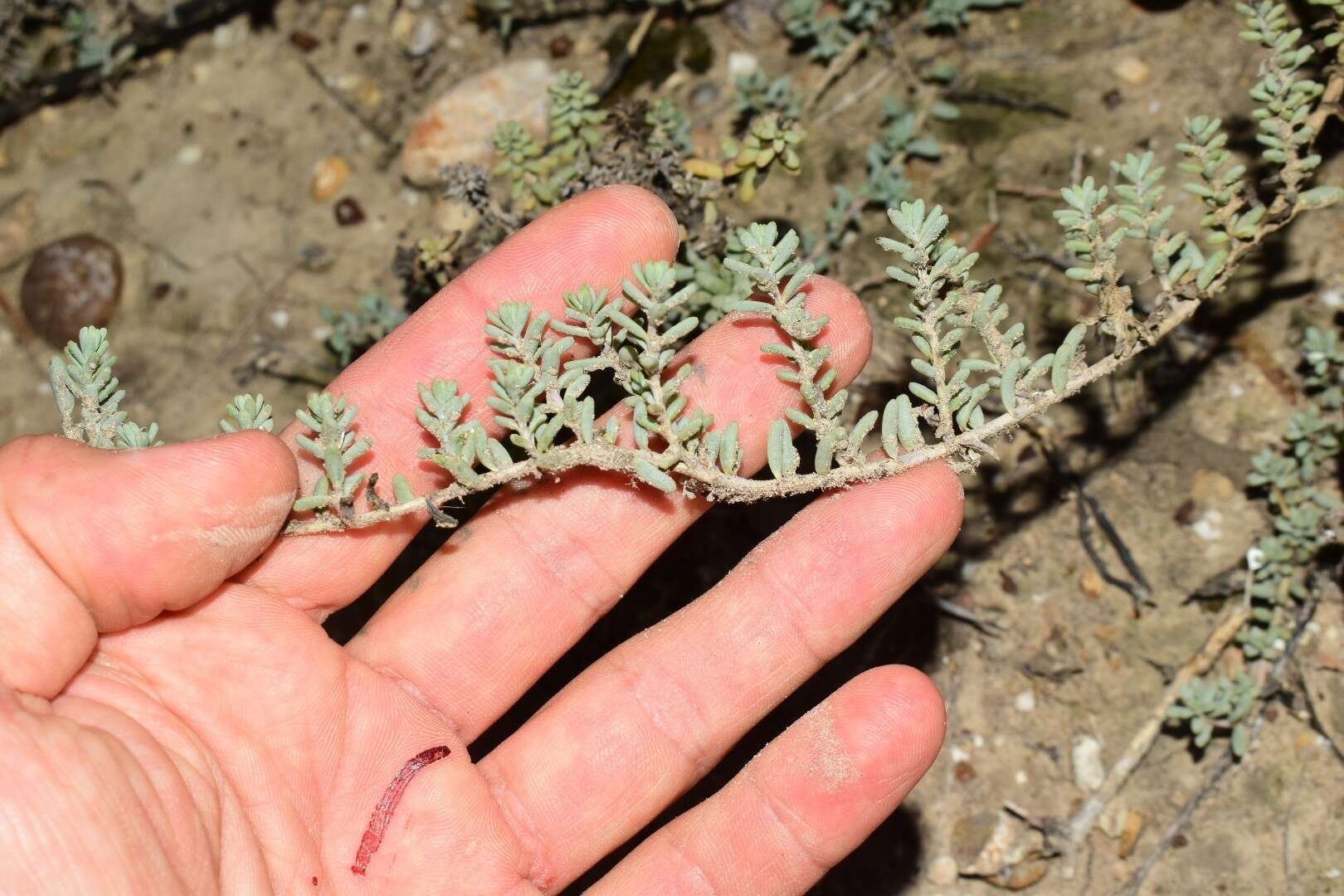 Image of Beach Seepweed