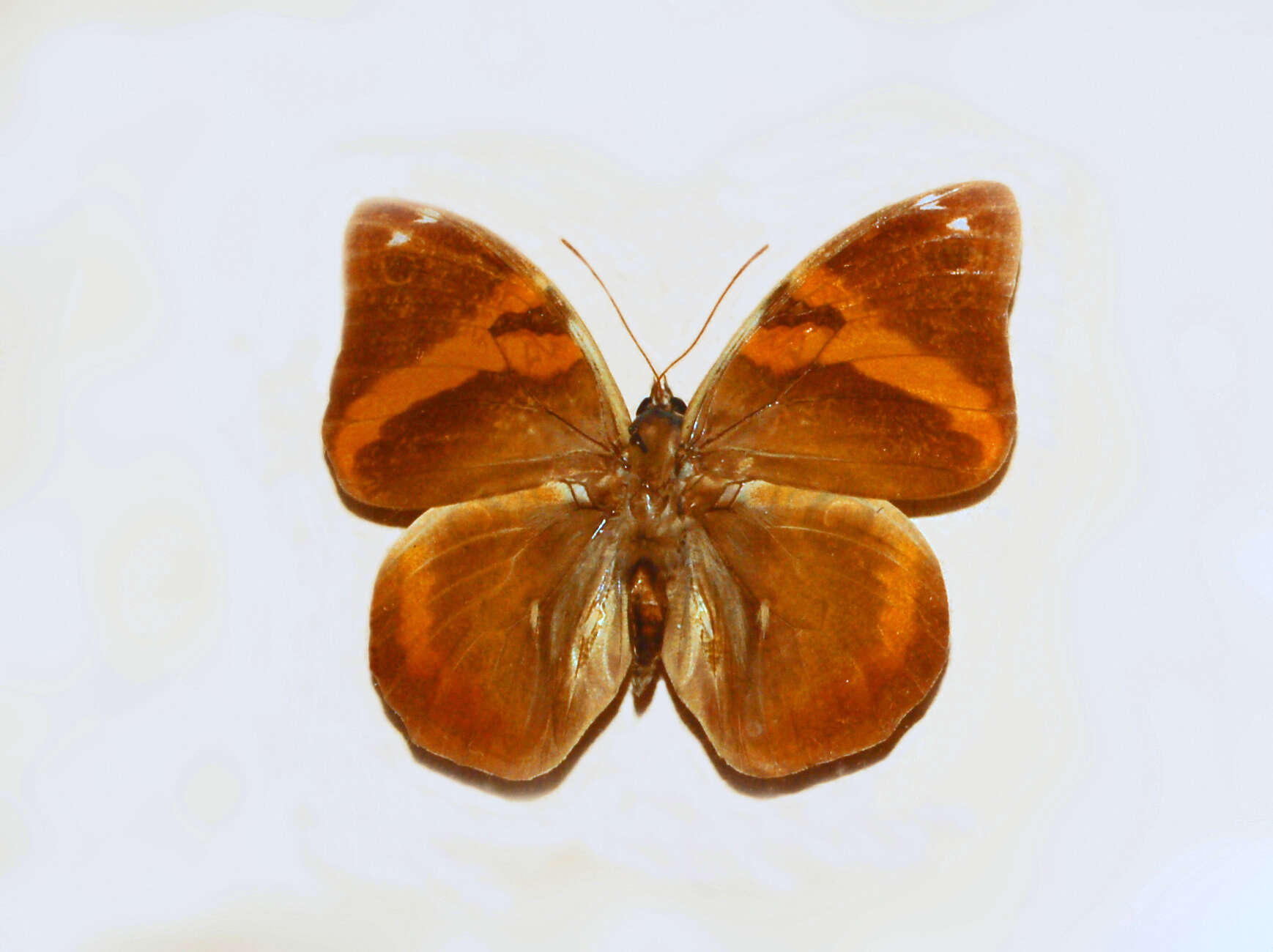 Image of Opsiphanes cassina Felder 1862