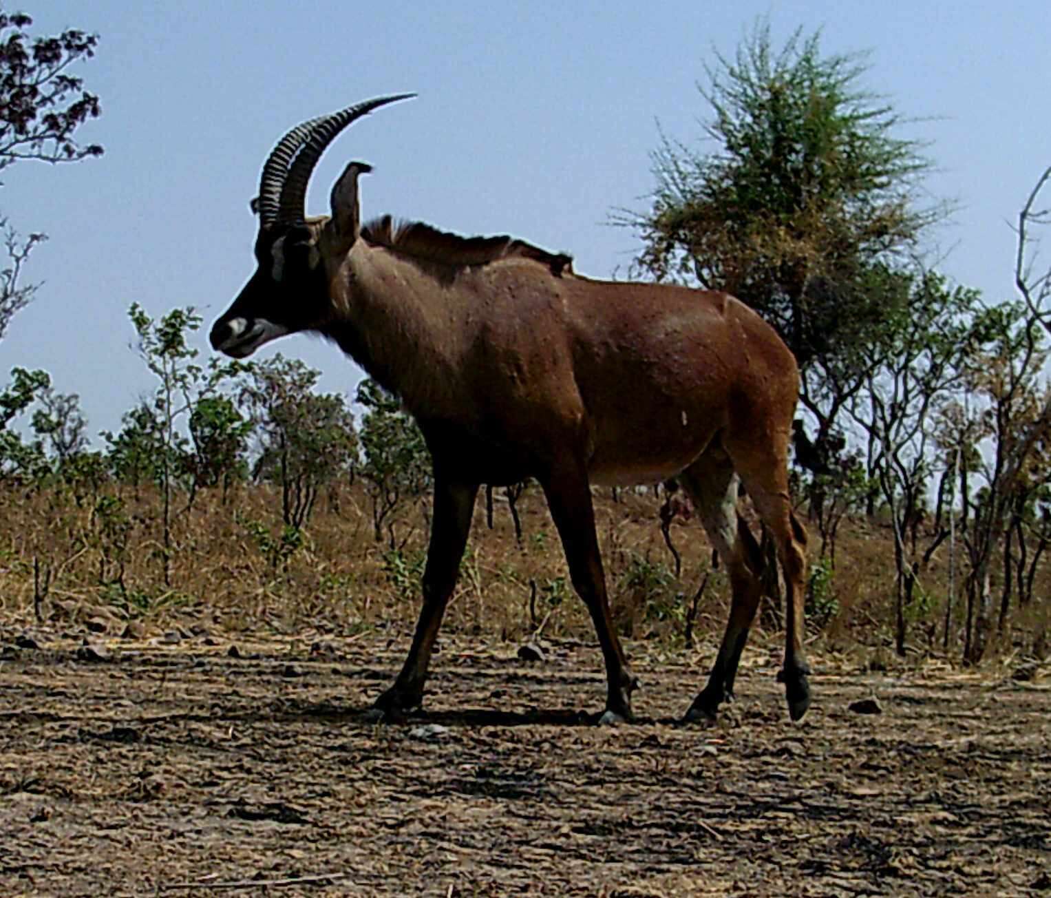 Image of Roan Antelope