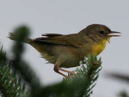 Geothlypis trichas (Linnaeus 1766) resmi