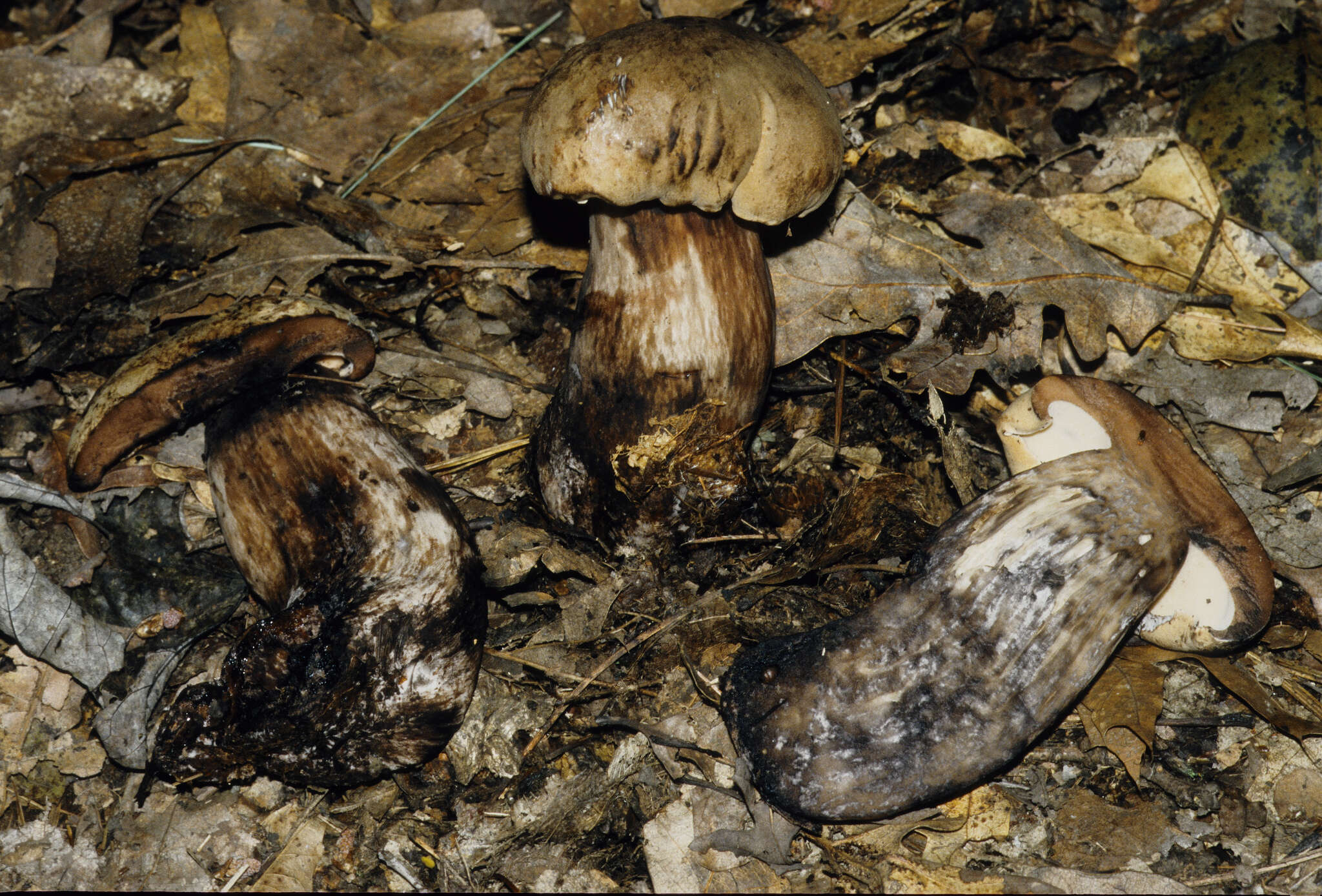 Plancia ëd Tylopilus atronicotianus Both 1998