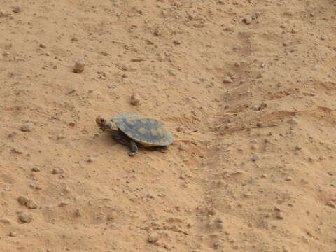 Image of Black-lined Toadhead Turtle