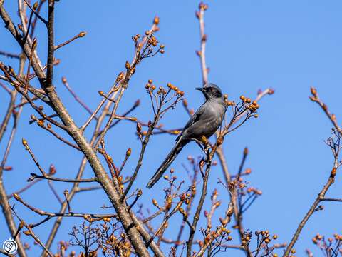 صورة Heterophasia pulchella (Godwin-Austen 1874)