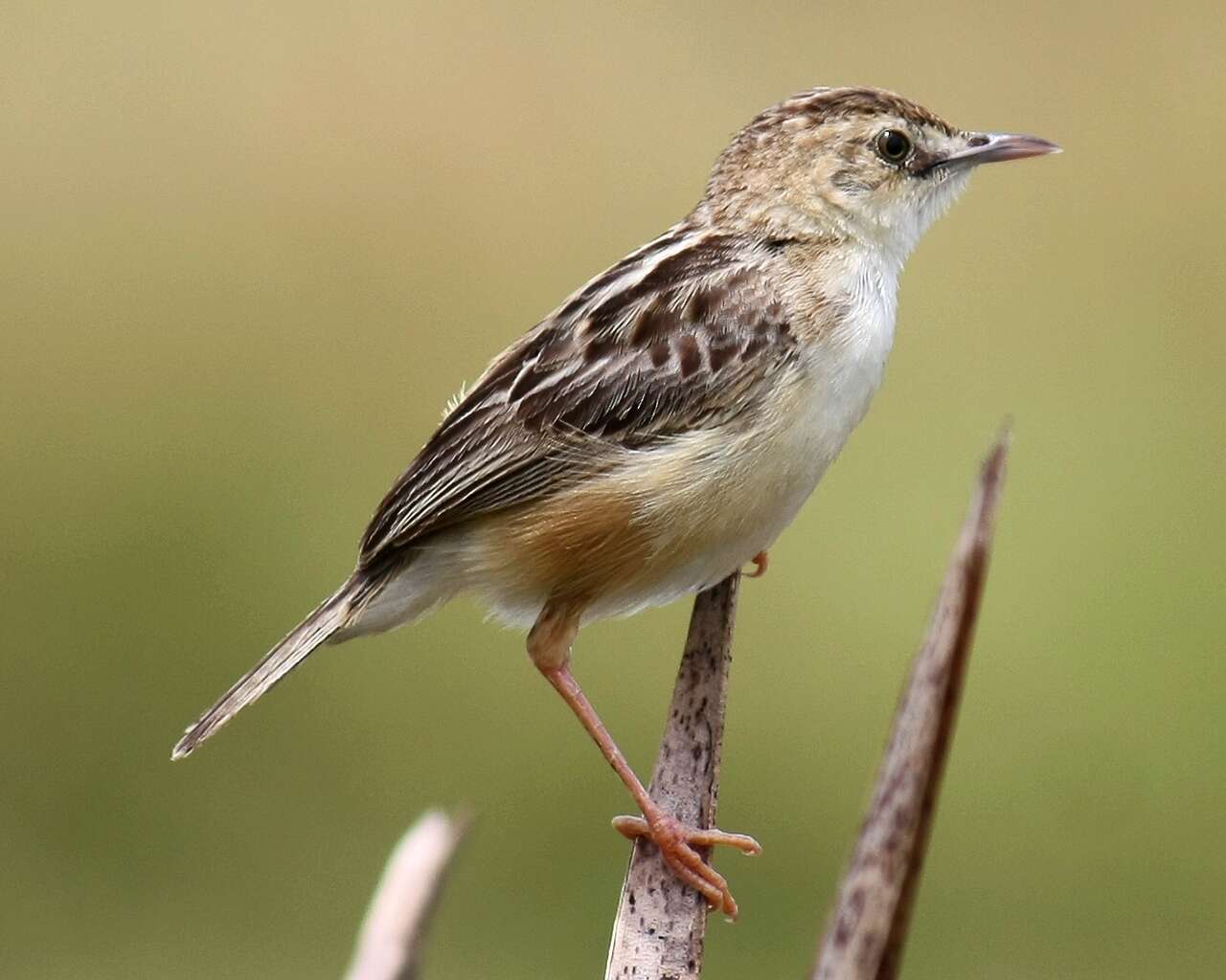 Image of Fan-tailed Cisticola