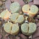 Imagem de Lithops bromfieldii L. Bol.