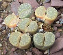 Imagem de Lithops bromfieldii L. Bol.