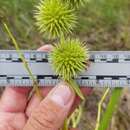 Image of Branched Burr-Reed