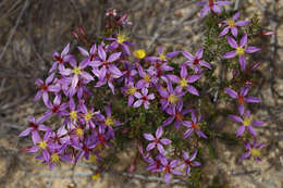 Image de Calytrix leschenaultii (Schauer) Benth.