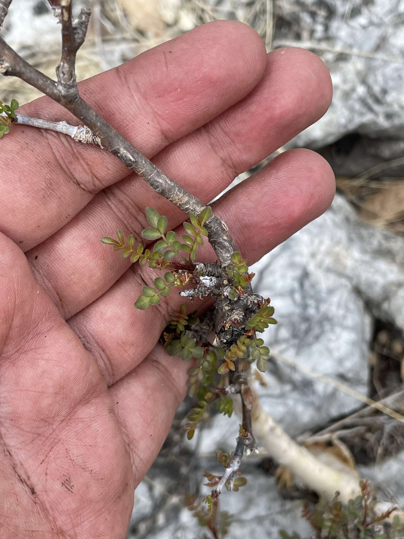 Image de Bursera aptera Ramirez