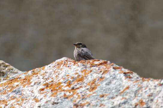 Ptyonoprogne fuligula (Lichtenstein & Mhk 1842)的圖片