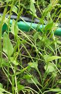 Image of Least Adder's-tongue