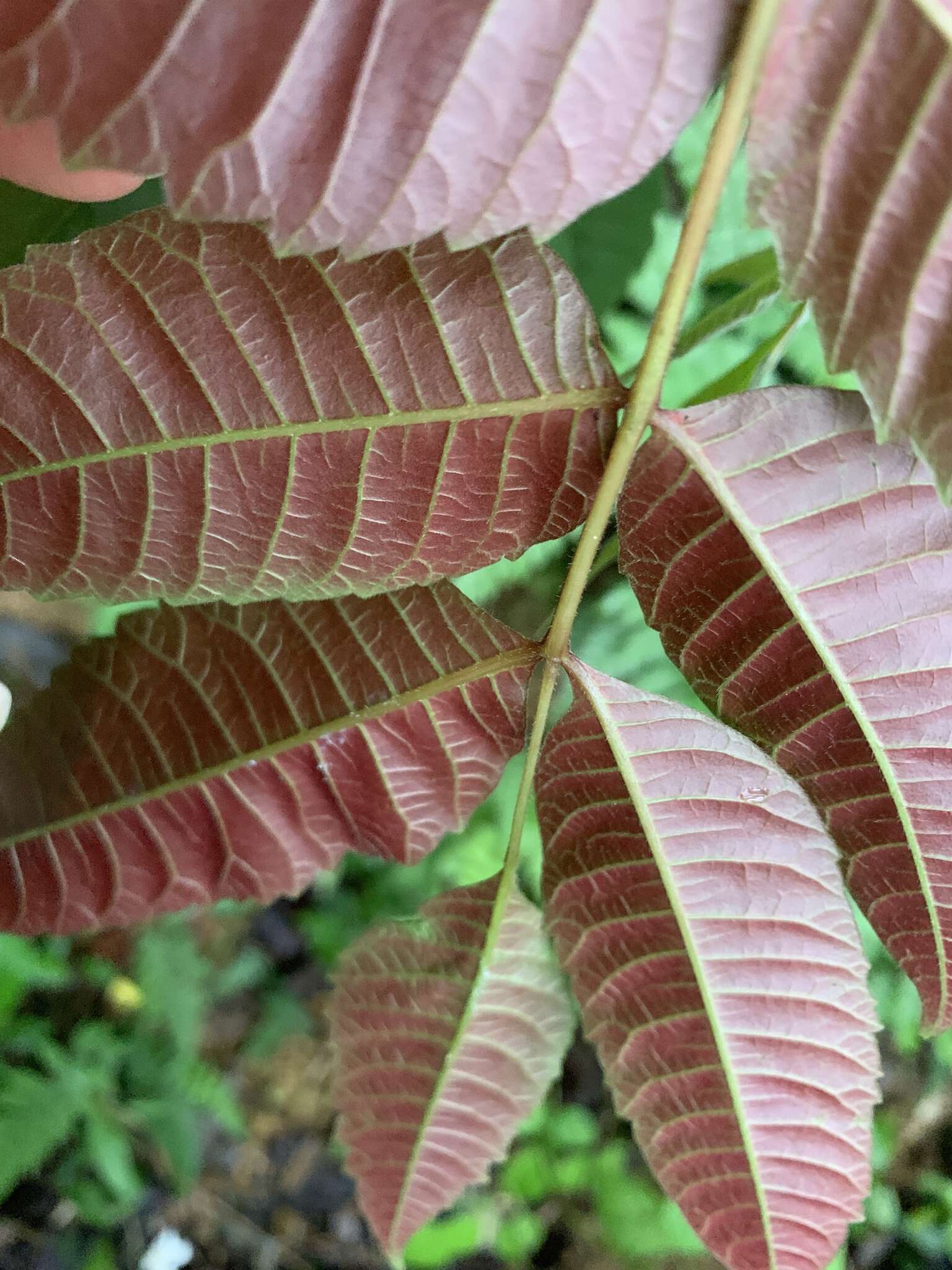 Image of Meliosma rhoifolia Maxim.