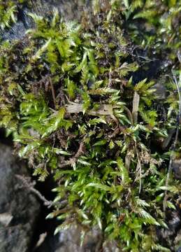 Image of river feather-moss