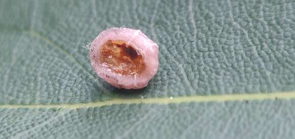 Image of Pink wax scale