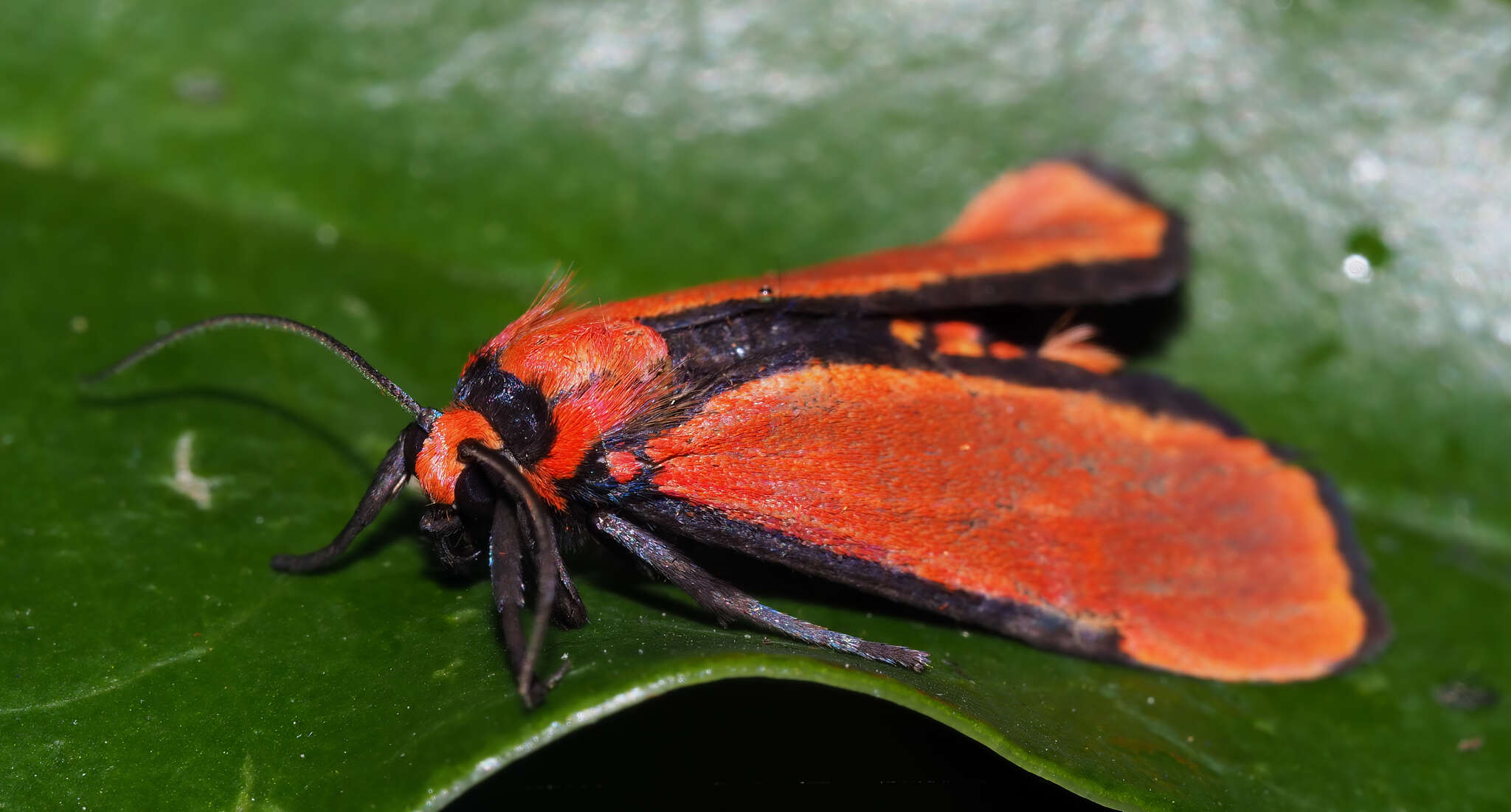 Image of Cyana meyricki (Rothschild 1901)