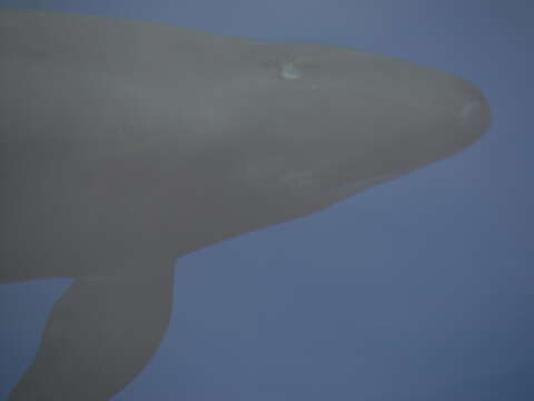 Image of false killer whale