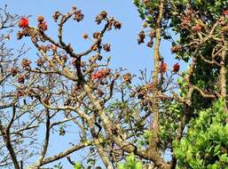 Image of Broad-leaved coral-tree