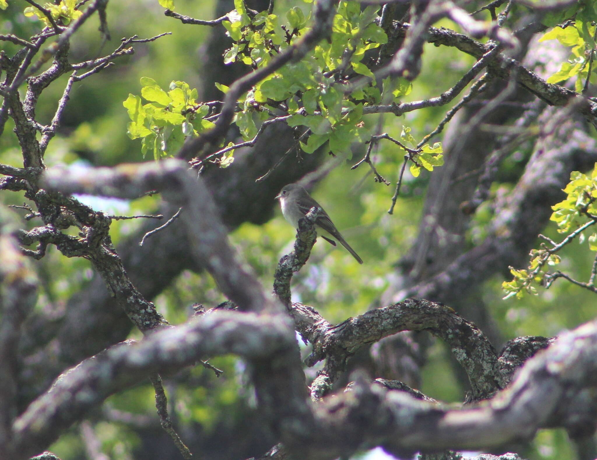 Image of American Grey Flycatcher