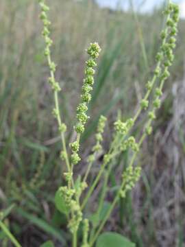 Chenopodium acuminatum Willd.的圖片