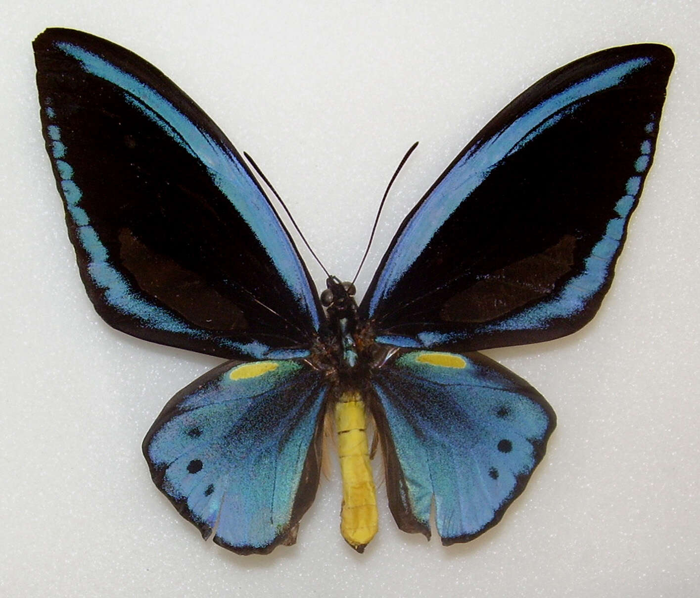 Image de Ornithoptera priamus (Linnaeus 1758)