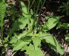 Image of Hosta sieboldii (Paxton) J. W. Ingram