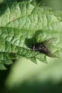 Image of Helina latitarsis Ringdahl 1924