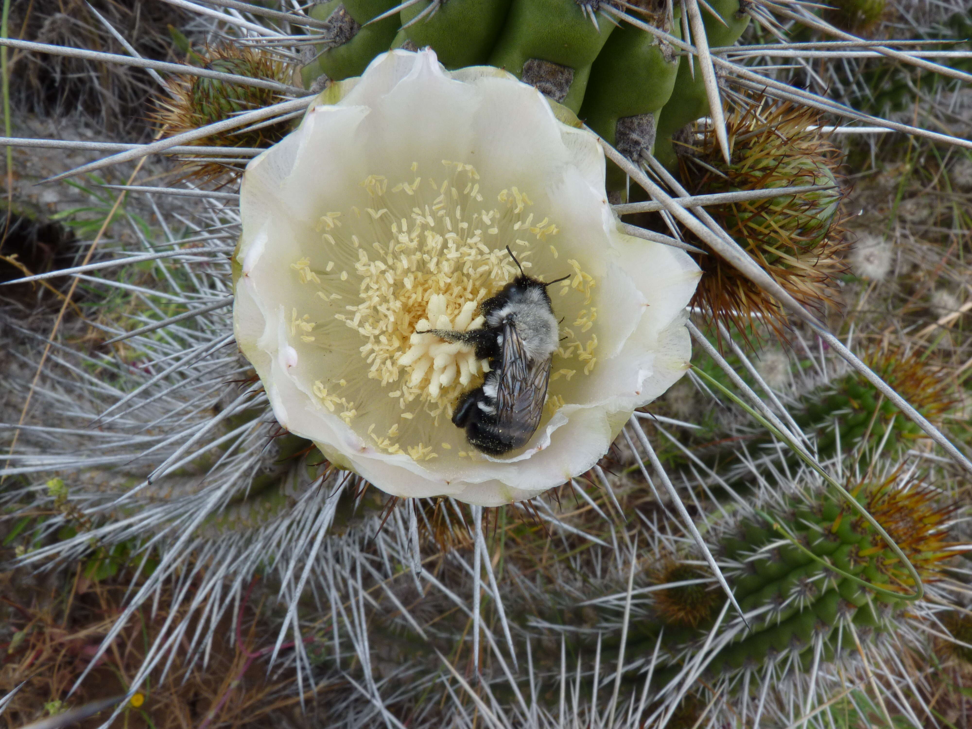 Image of Caupolicana Spinola 1851