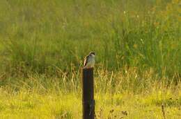 Image of Amur Falcon