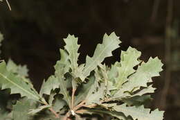 Image of Oak-leaved Banksia