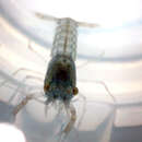 Image of Procambarus virginalis