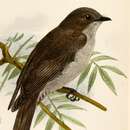 Image of Ussher's Flycatcher