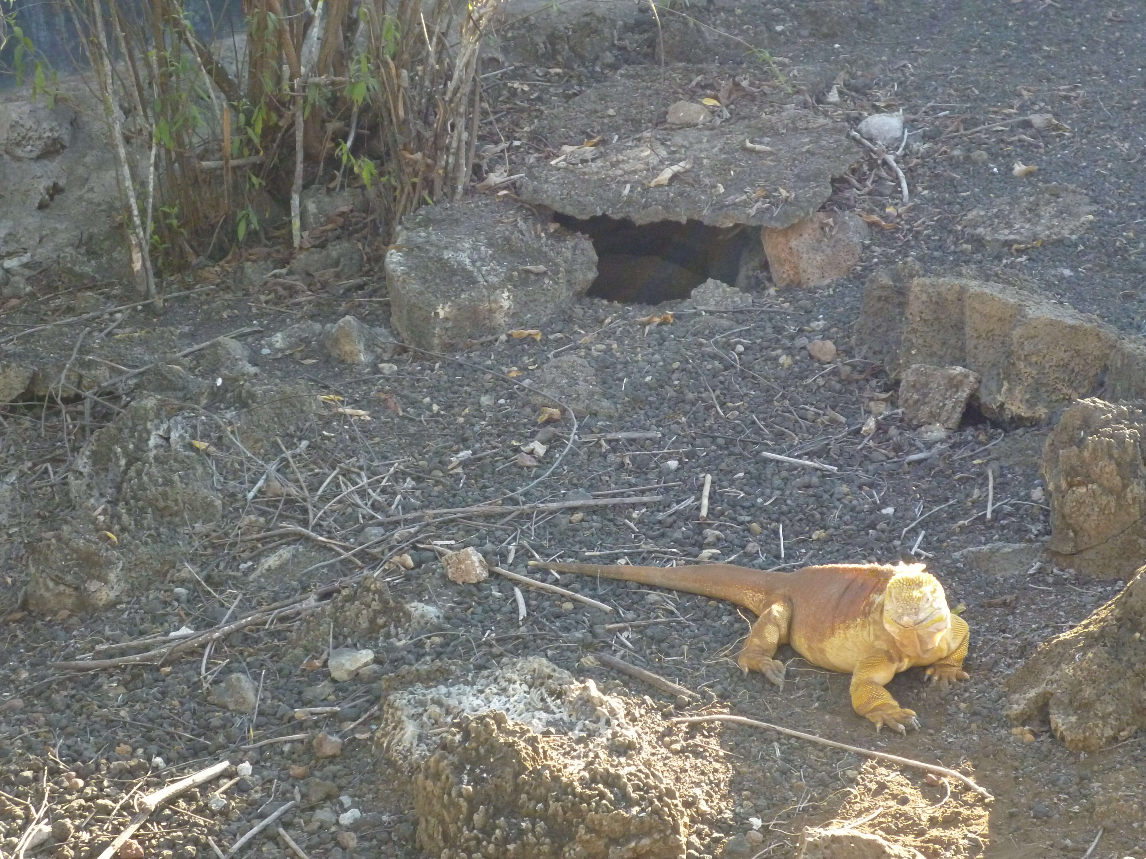 Image of Galapagos Land Iguana